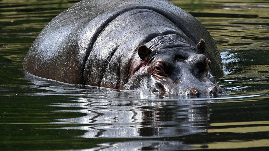 Un capricho de Pablo Escobar lleva a Colombia a optar por la eutanasia para 80 hipopótamos