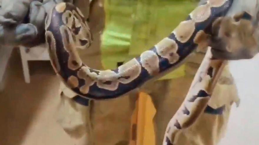 Tremendo susto de una mujer al encontrarse una serpiente enorme en su cama