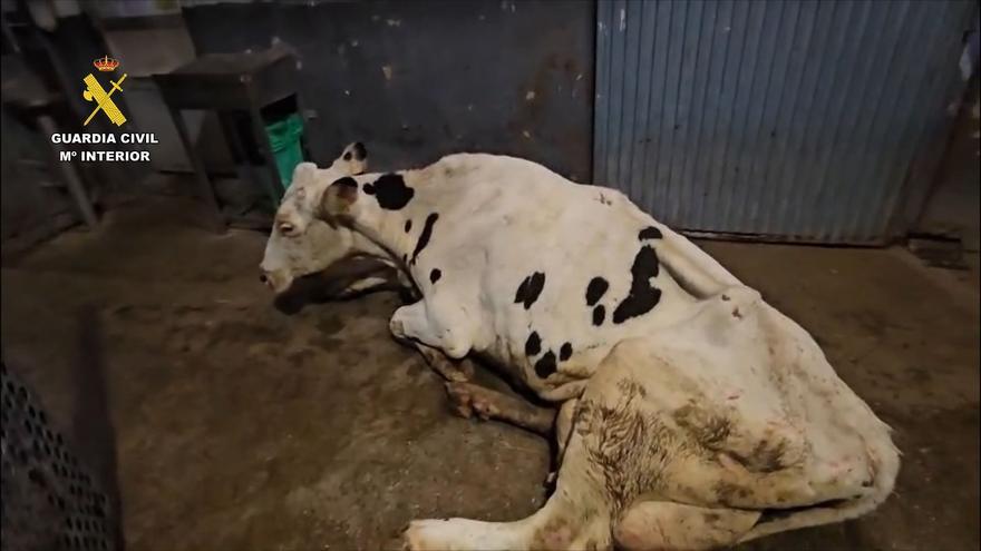 Implicado un vizcaino en una red de maltrato animal que transportaba vacas en estado agónico