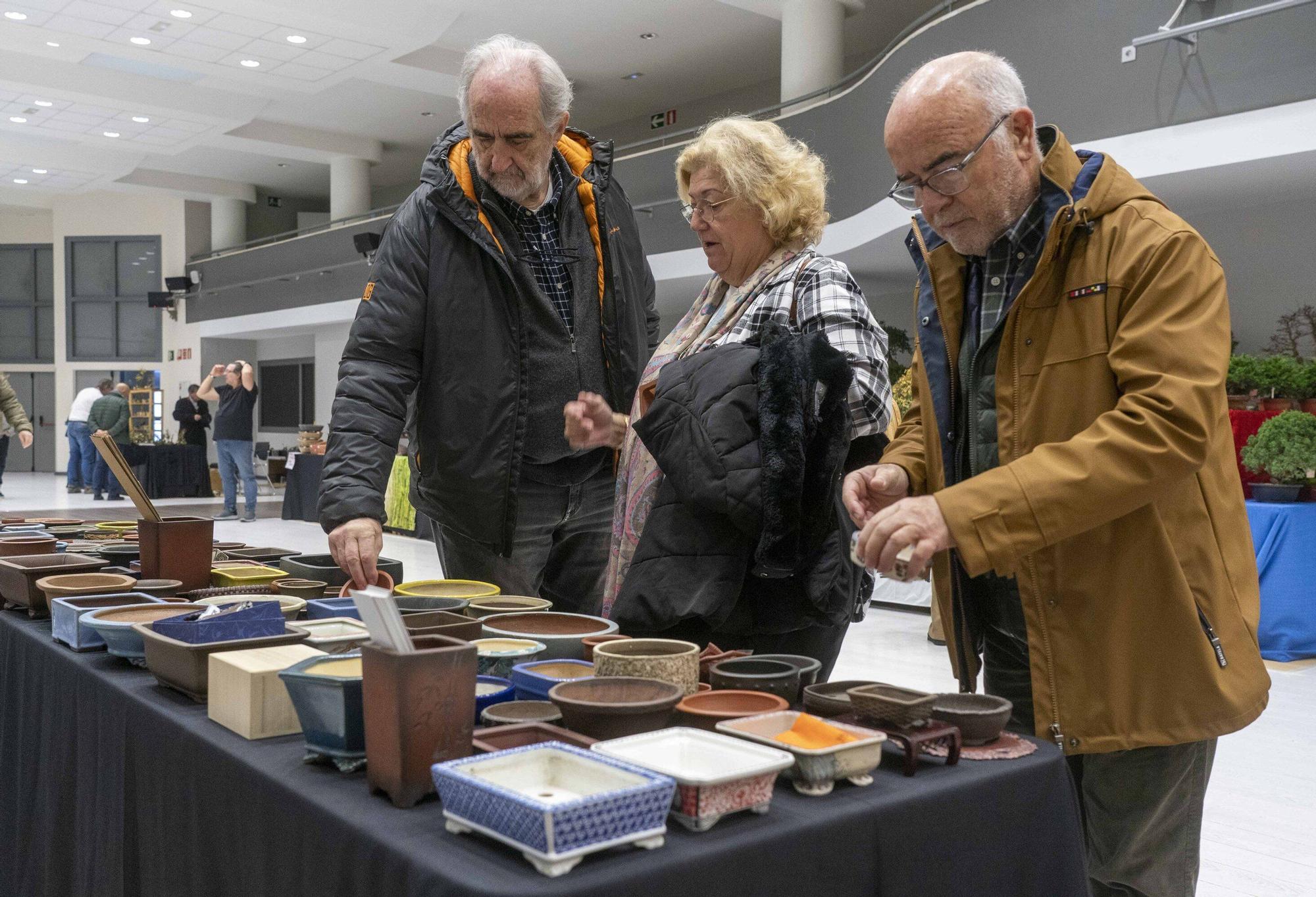 En imágenes: El arte del bonsái llega a Vitoria-Gasteiz