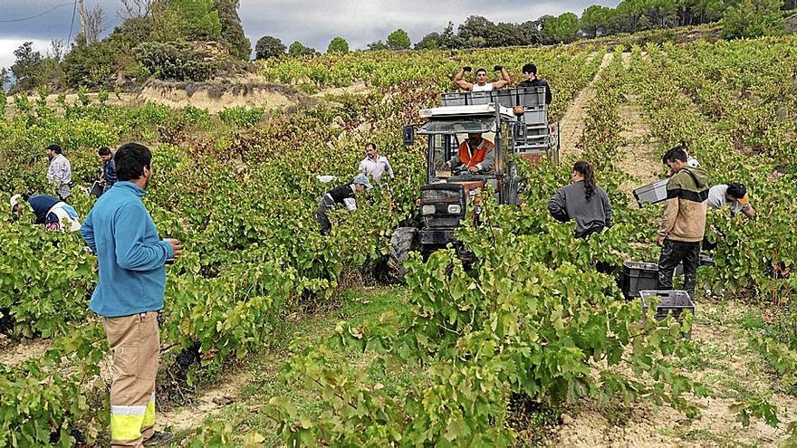 Varios trabajadores se afanan en la recogida de uvas en un viñedo de Rioja Alavesa durante la pasada campaña de la vendimia. Este año, se acercan ya las fechas para el inicio de la cosecha agrícola.  | FOTO: DNA