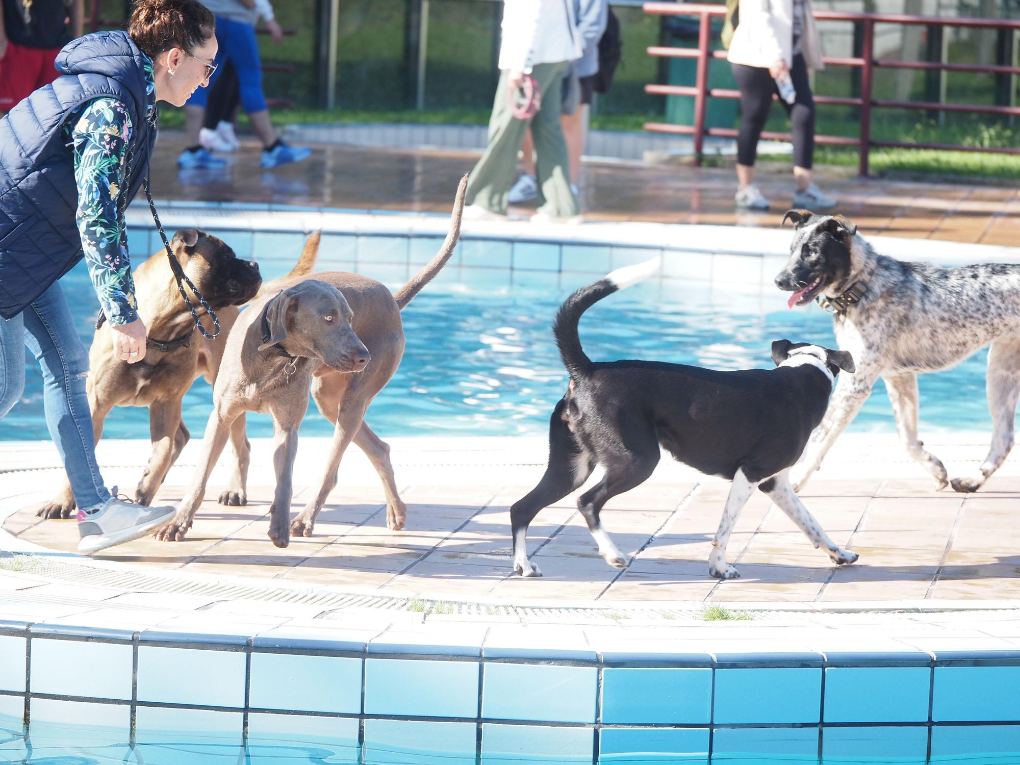 Las piscinas de Eibar han sido coto privado para los perros