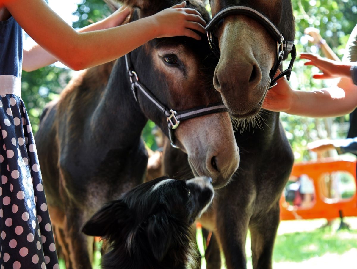 Los burros de la raza de Enkarterri de Borja González recibieron una sobredosis de mimos de los txikis.
