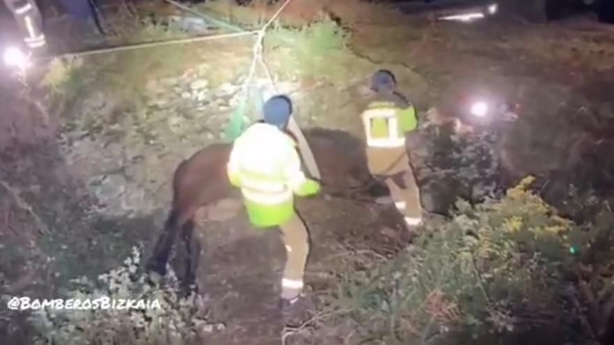 Rescate &#039;in extremis&#039; de una yegua en Ortuella
