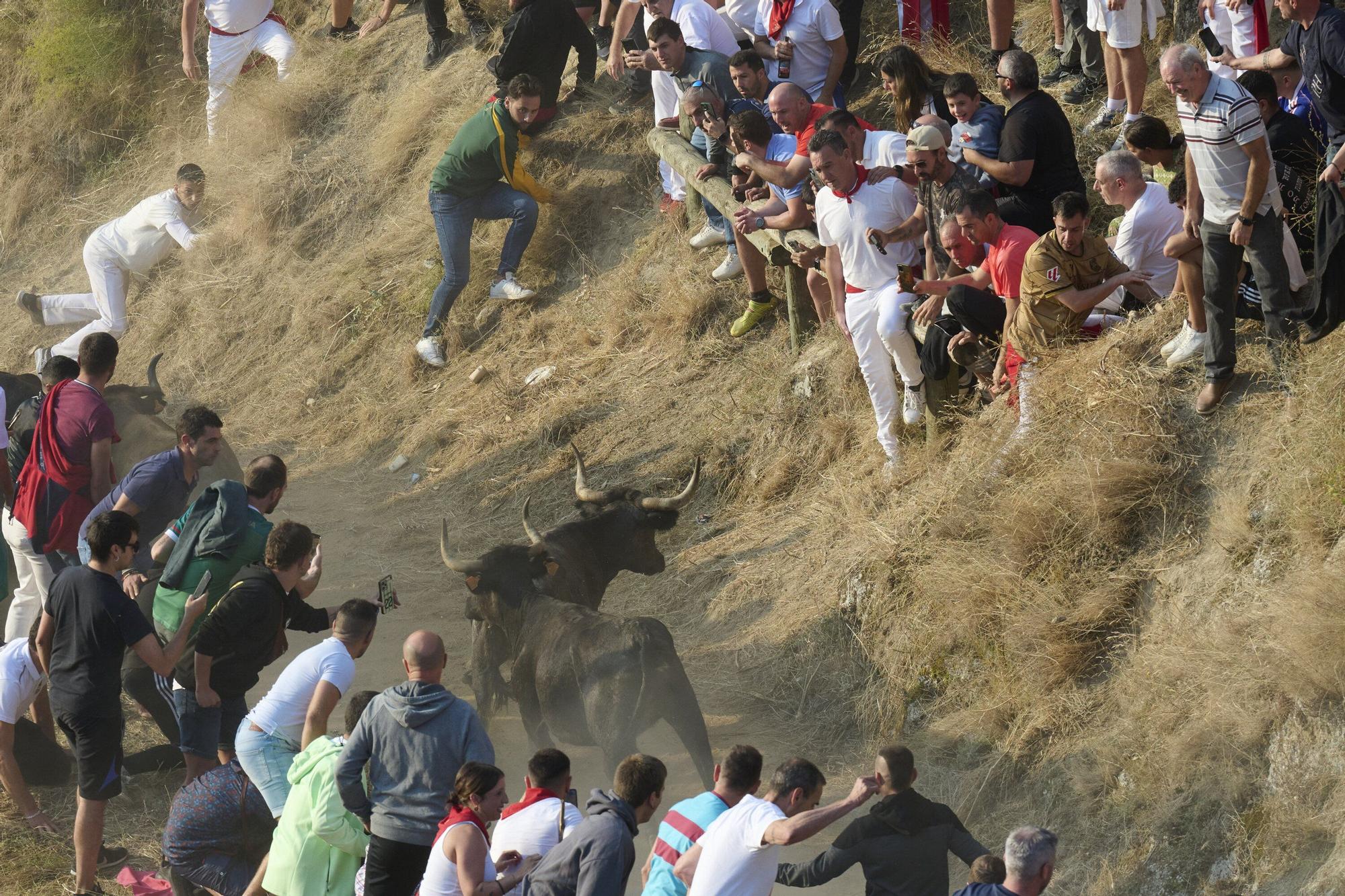 Fotos del último encierro del Pilón de Falces 2025