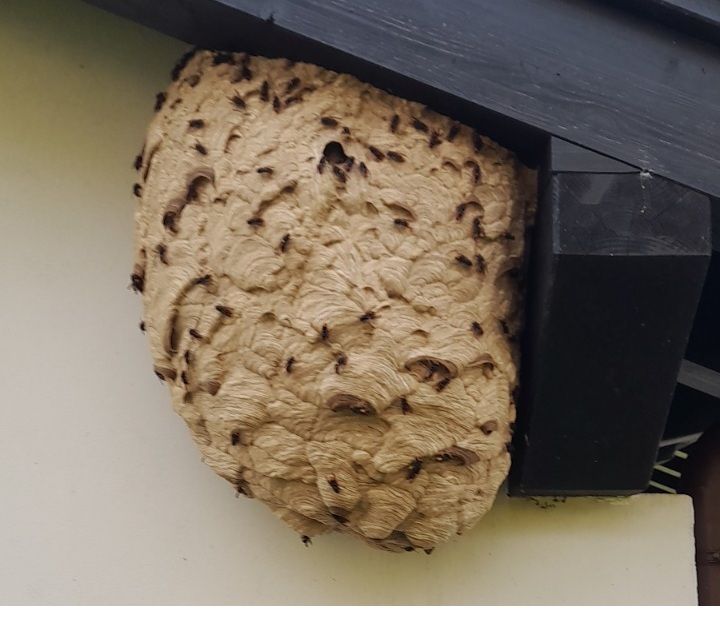 Nido de avispa asiática localizado y retirado el año pasado en Kortezubi.