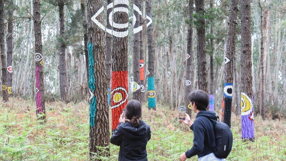 Juegos visuales en el bosque de Oma.