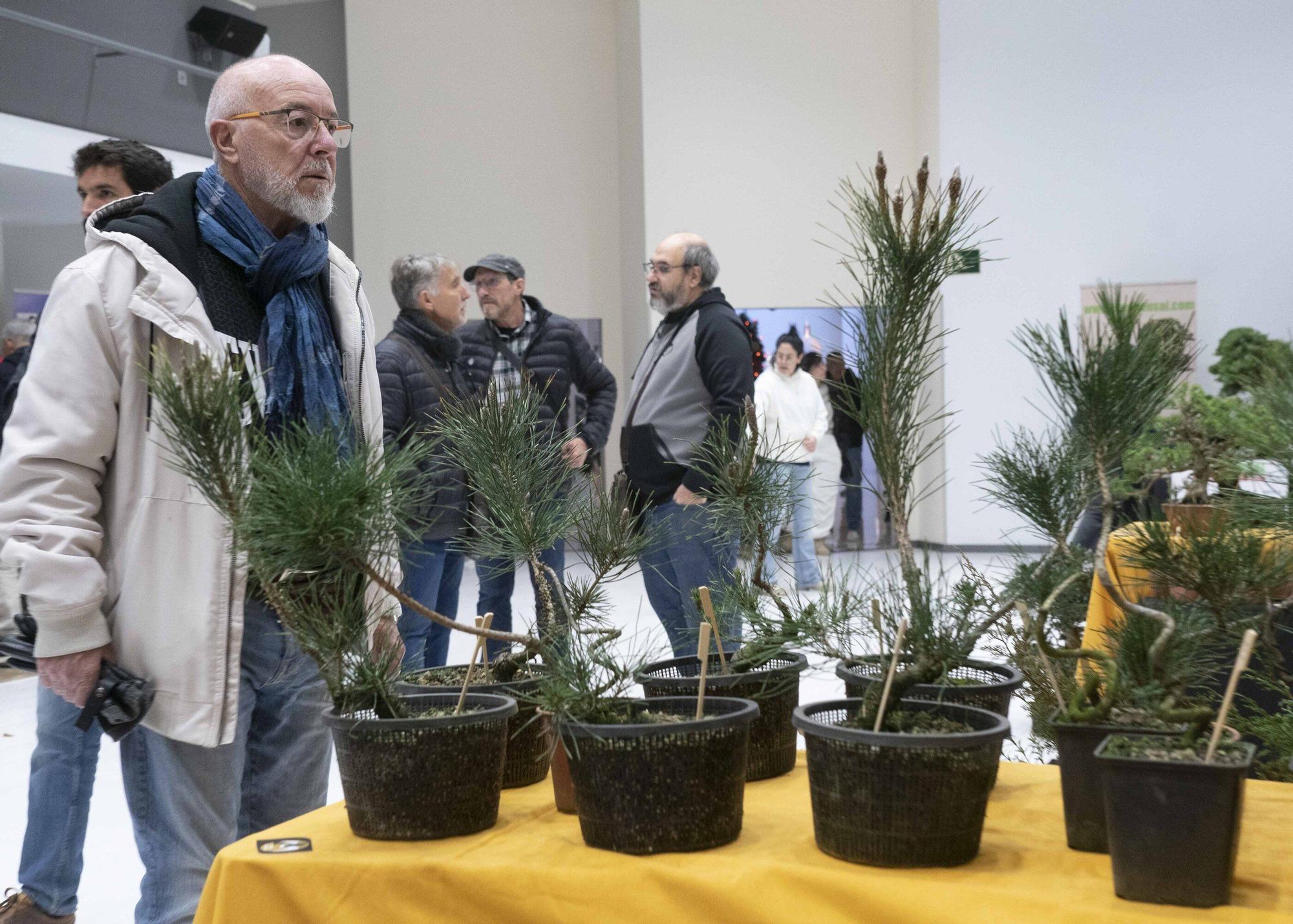 En imágenes: El arte del bonsái llega a Vitoria-Gasteiz