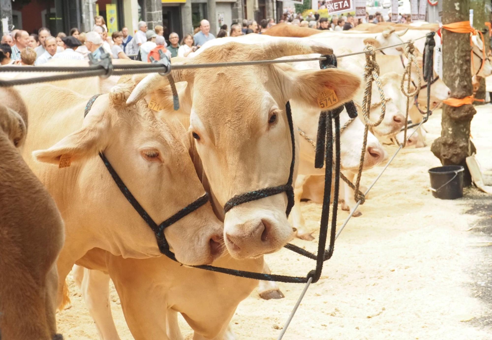 Fiesta total en Azpeitia en el Baserritarren Eguna