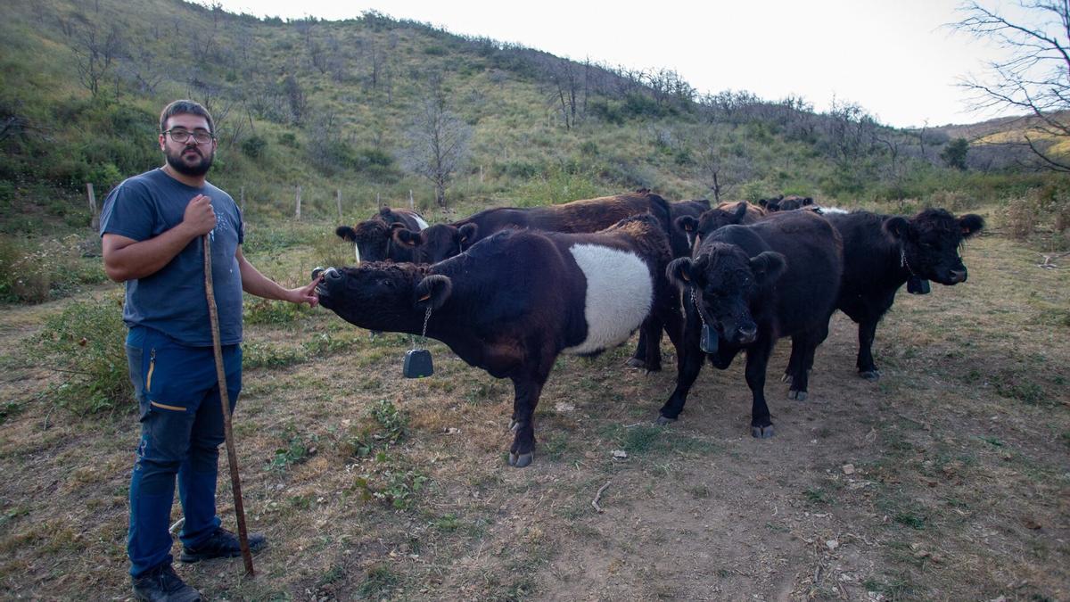 Esta raza decibe el nombre de &quot;galloway&quot; y es muy tranquila y dócil con las personas.