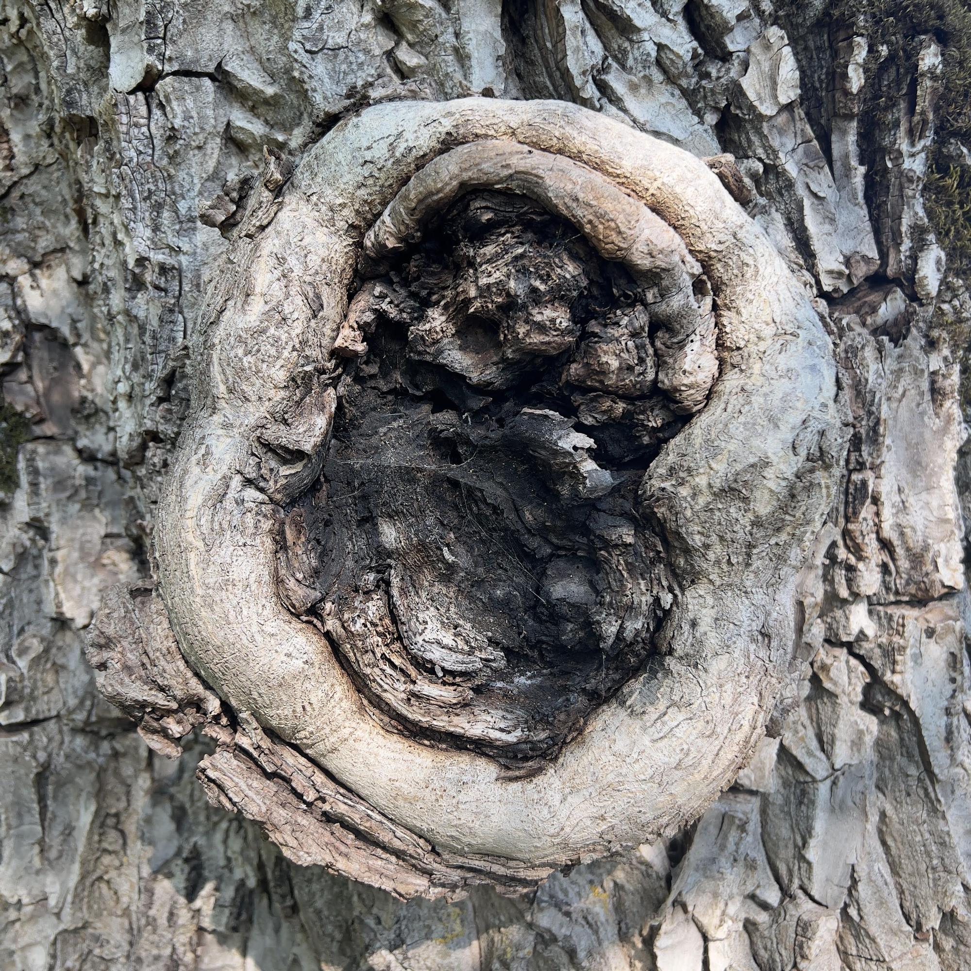Los nogales han sido el elemento en torno al cual el pueblo de Garde, en el que se ha trabajado de la mano del fotógrafo Asier Gogortza, ha reforzado vínculos y construido nuevas maneras de mirar a su entorno y al futuro.