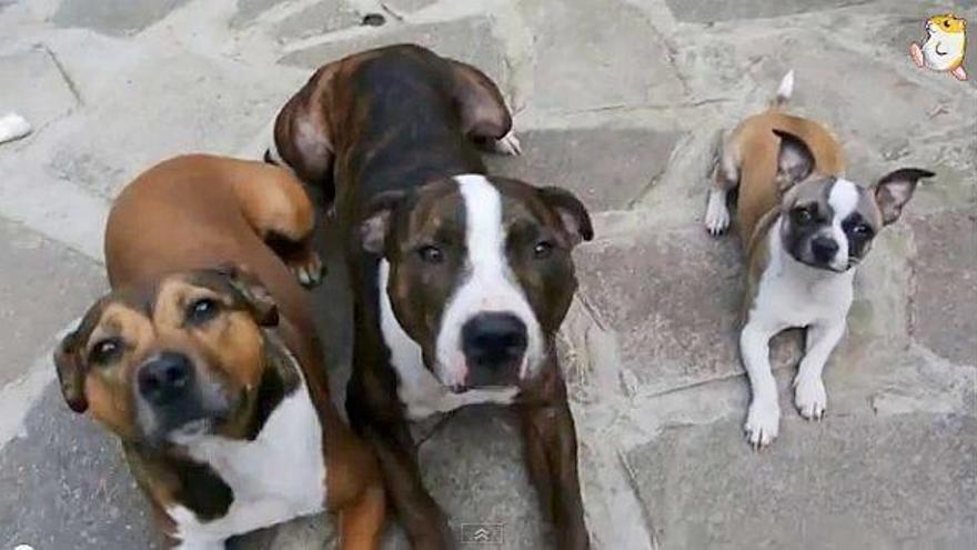 ¿Cuál de estos tres perros es el más listo... o rápido?
