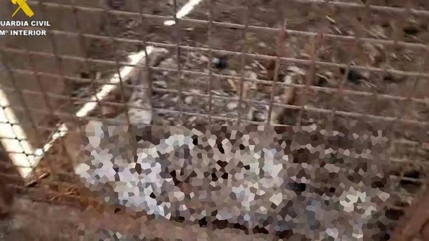 Mueren 32 perros por inanición tras ser abandonados sin agua ni comida en una finca de Badajoz
