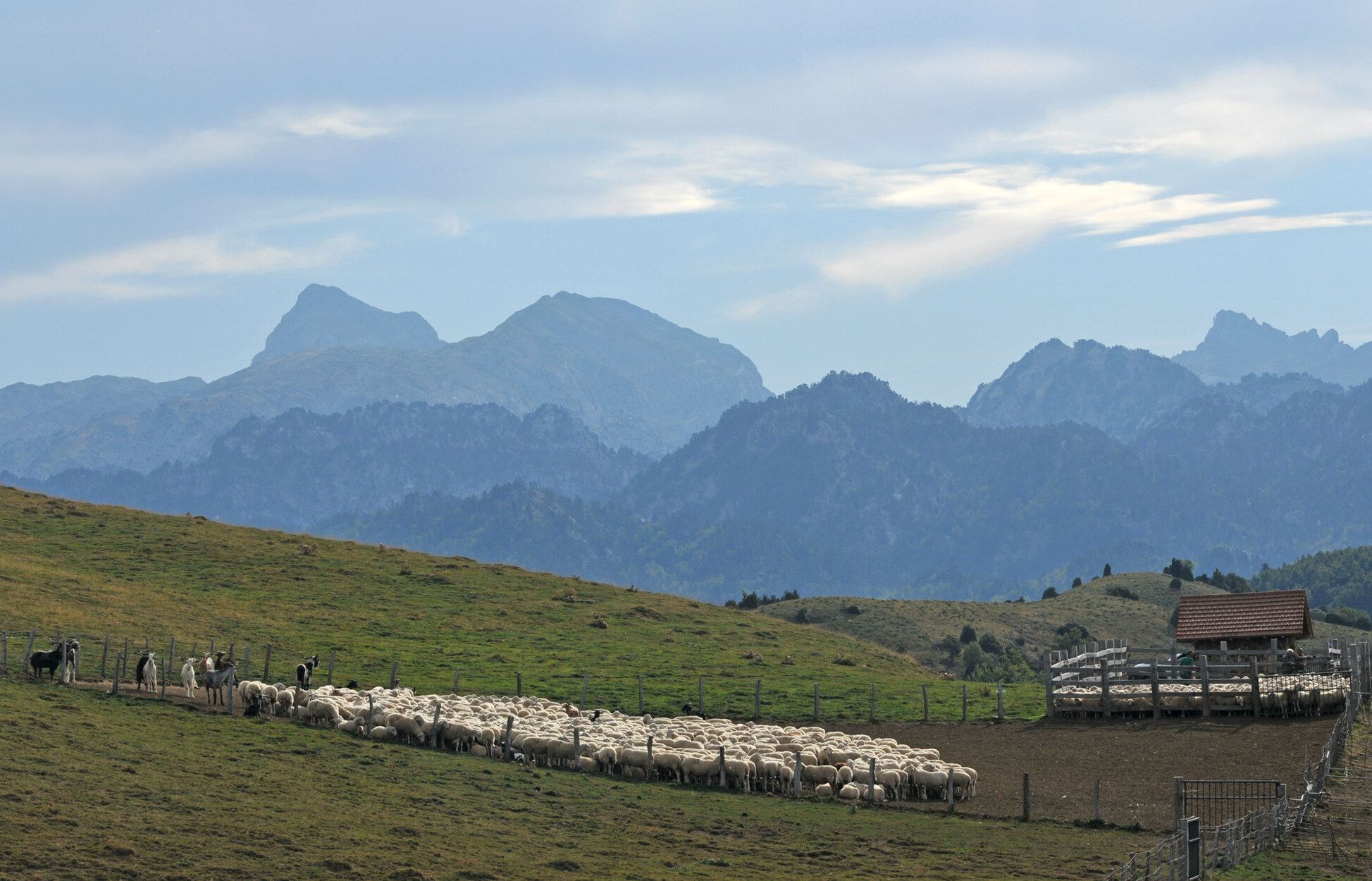 Rebaño en el valle de Belagua.