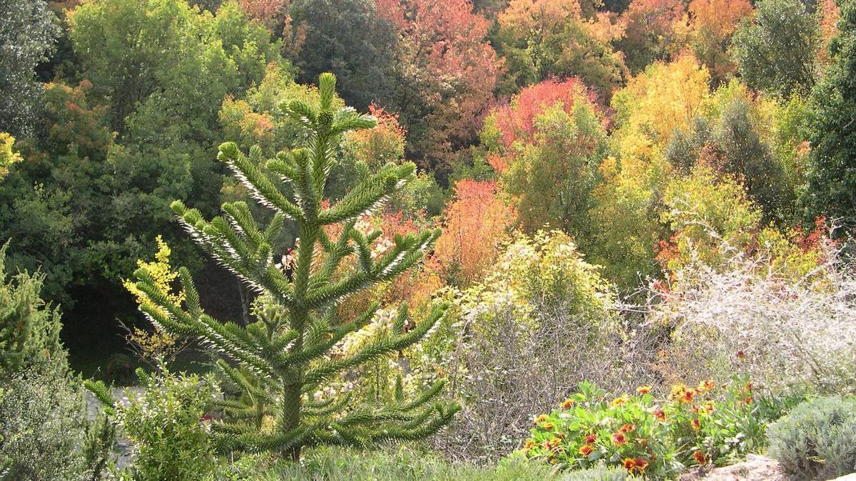 El verano va llegando a su fin y la llegada del otoño comienza a teñir de ocres y dorados las laderas del Jardín Botánico de Santa Catalina