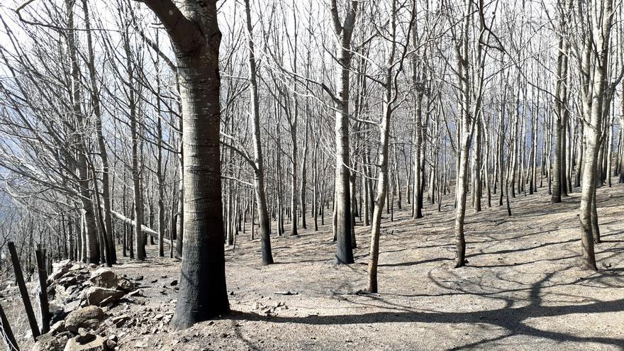 Bera repoblará con 25.300 árboles los terrenos afectados por el incendio de 2021