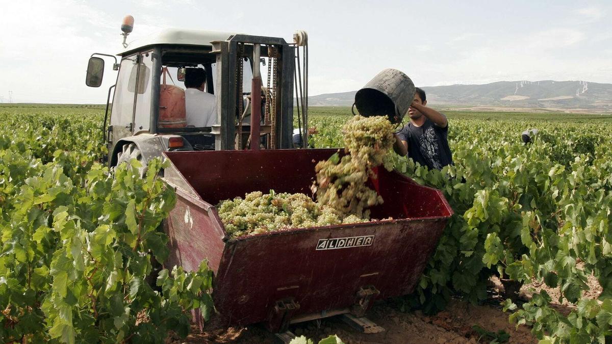 Labores de vendimia en Rioja Alavesa.