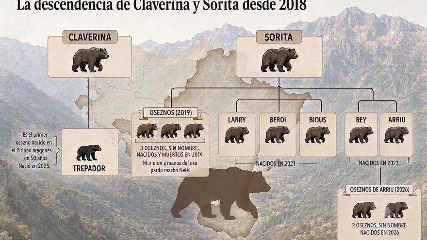 Osos en Navarra: la bomba genética que amenaza a los 'reyes' del Pirineo