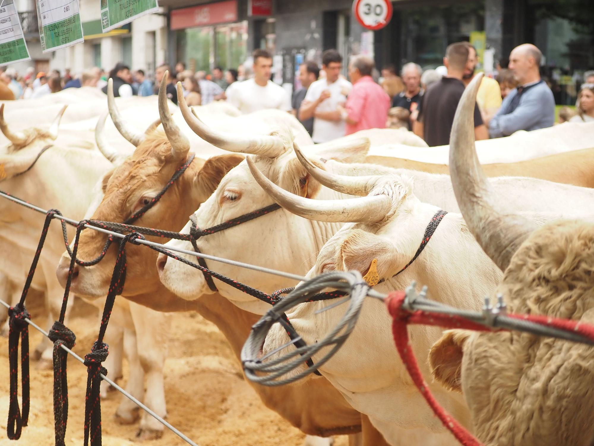 Fiesta total en Azpeitia en el Baserritarren Eguna