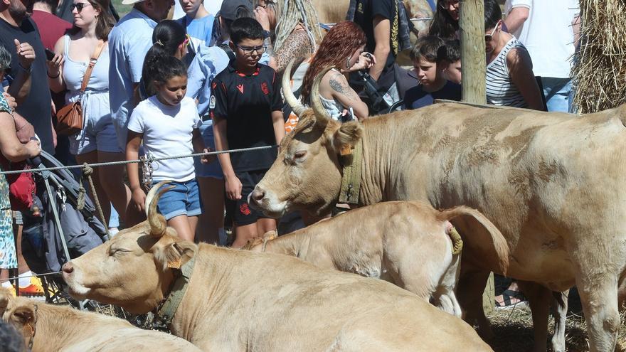 Autentika convierte a Pamplona en escaparate de ganadería autóctona y sostenible