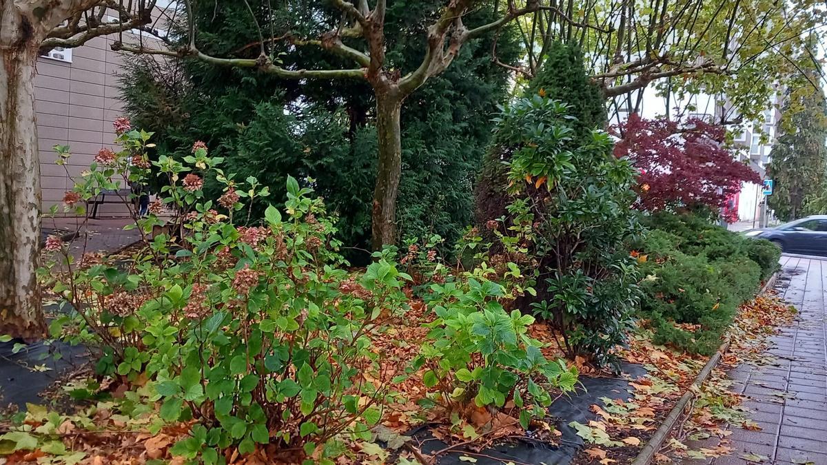 Un jardín descuidado