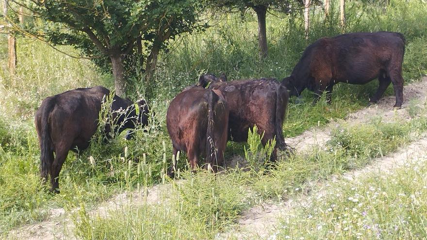 Pamplona: vacas escocesas para proteger el monte Ezkaba