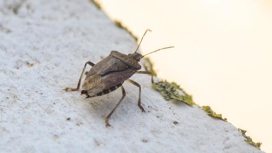 Los chinches apestosos se cuelan en Bizkaia: ni pican ni son peligrosos para la salud