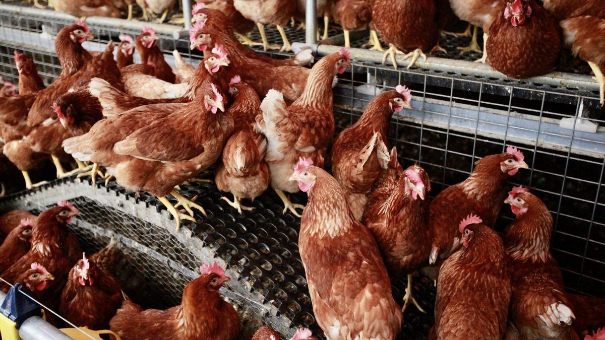 Gallinas en una granja.