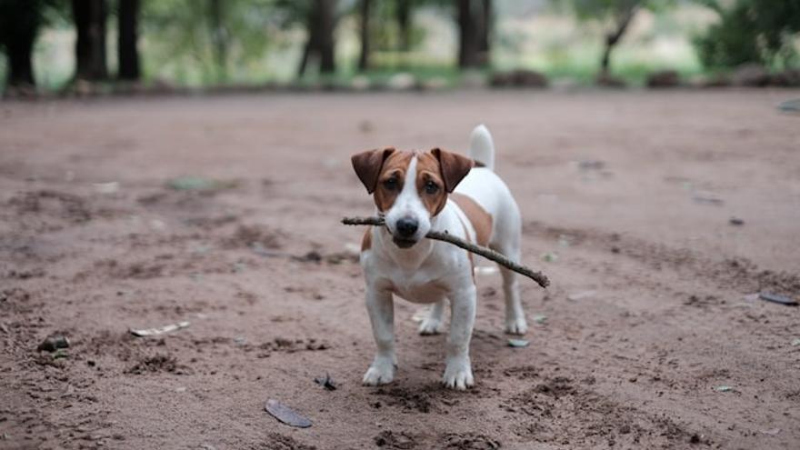 Pequeño pero infatigable, el jack russell terrier es perfecto para quienes tienen un estilo de vida activo.