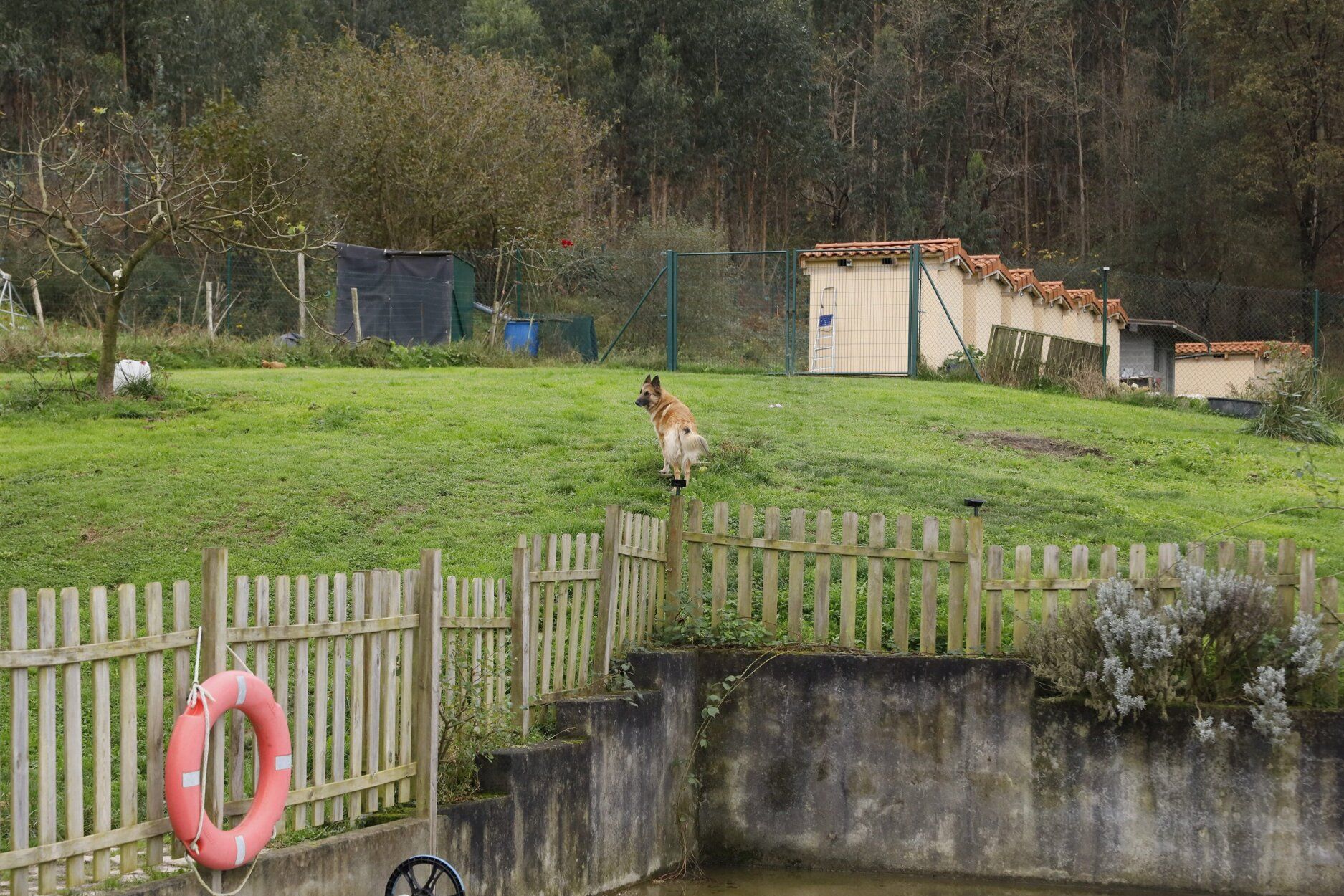 Zintzoa, un espacio de educación canina y hotel para perros