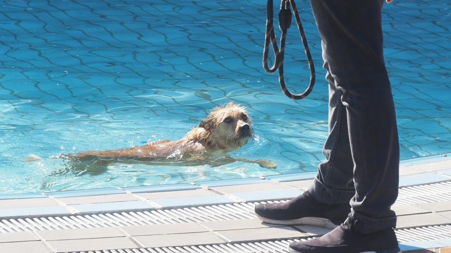 ¡Al agua,...perros!