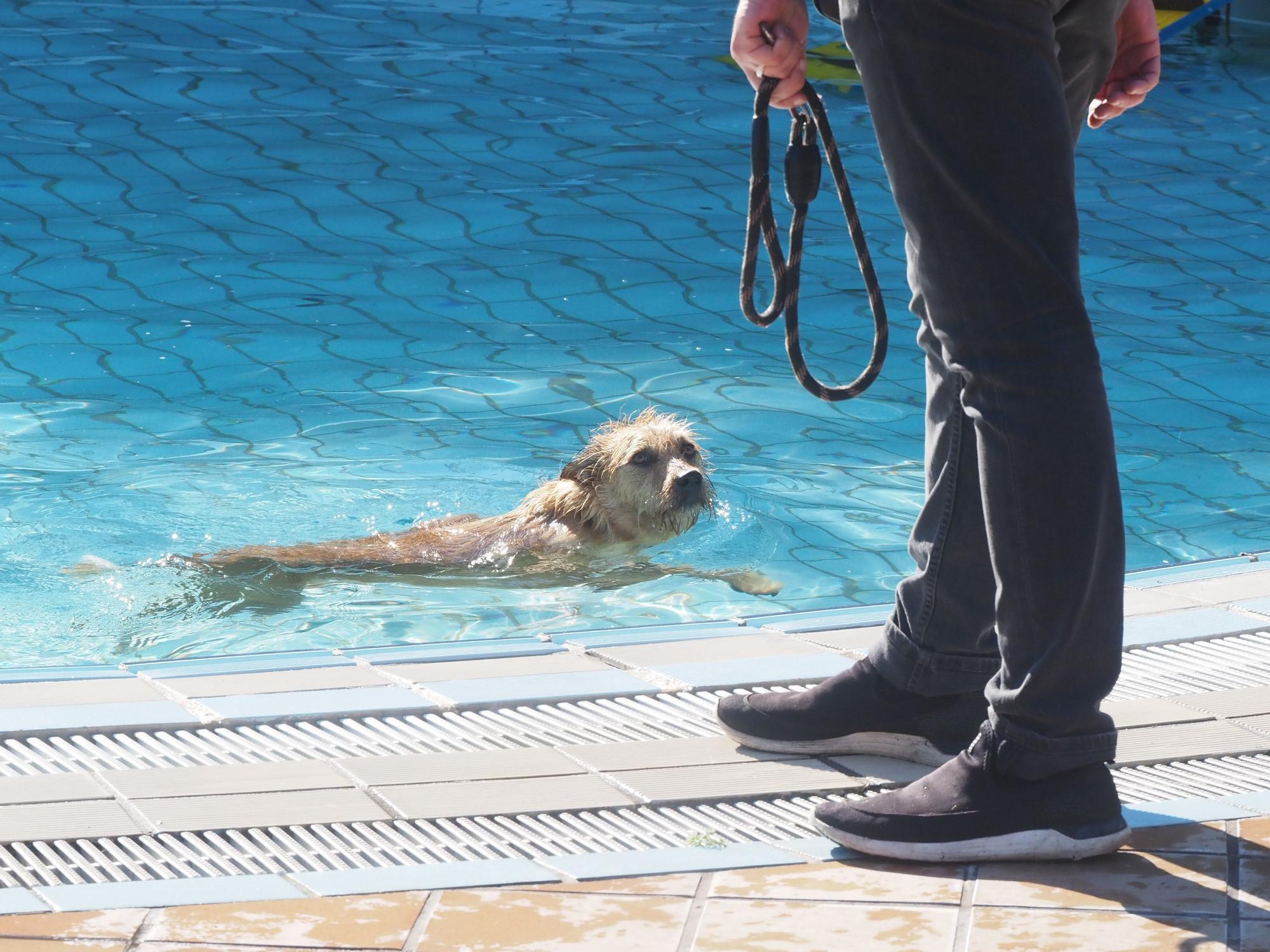 Las piscinas de Eibar han sido coto privado para los perros