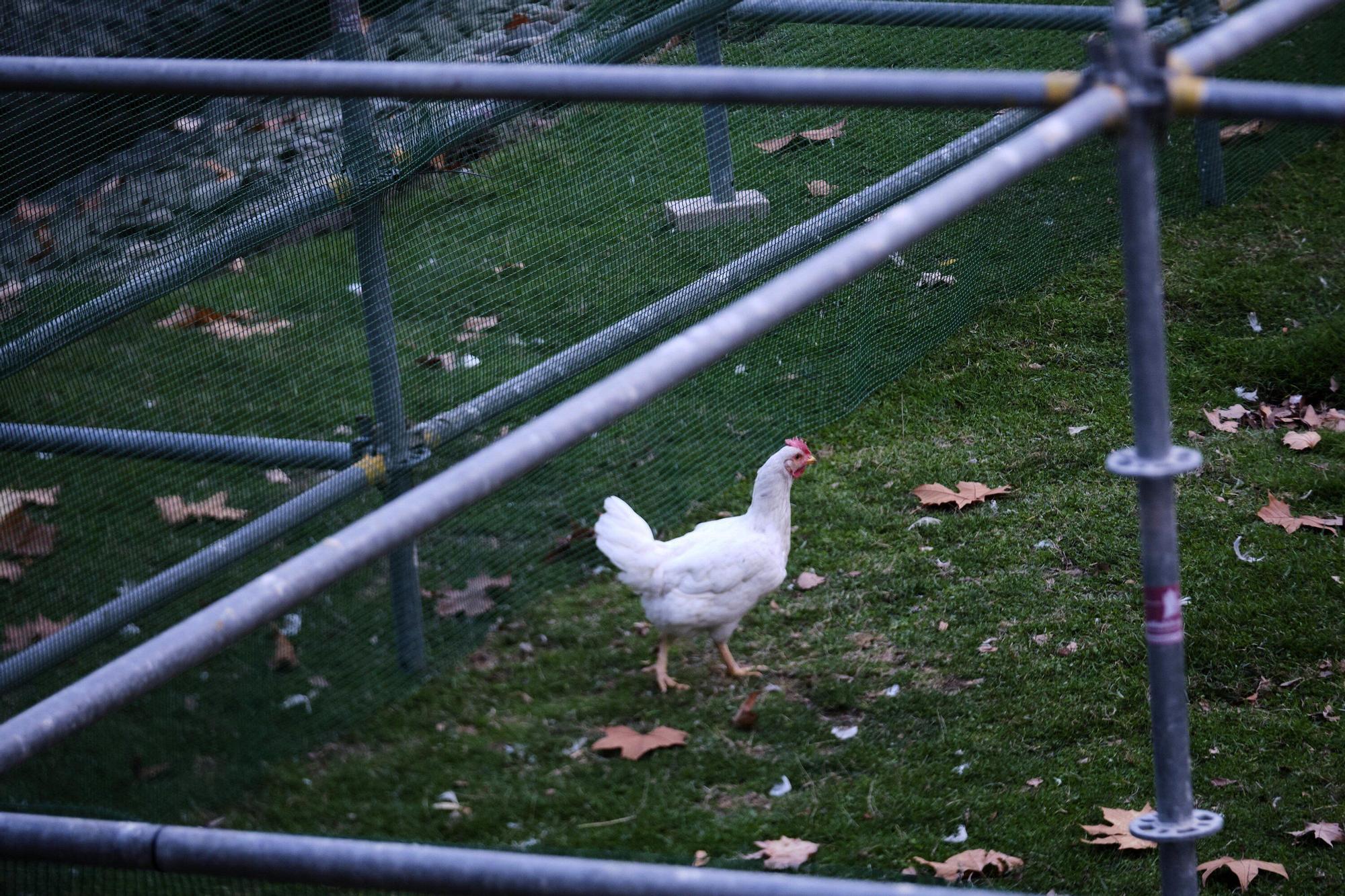 EN FOTOS | Estas son las jaulas que prepara el Ayuntamiento para confinar todas las aves de la Taconera