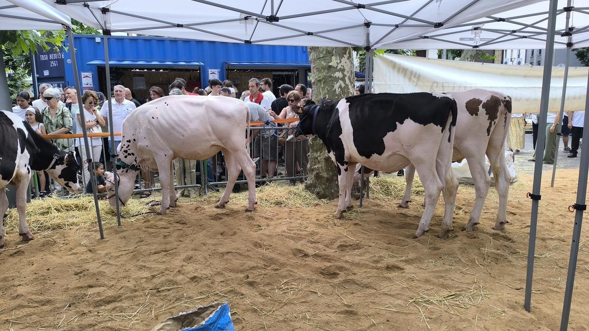 Unas vacas en el Baserritar eguna de Irun / Unai Macias