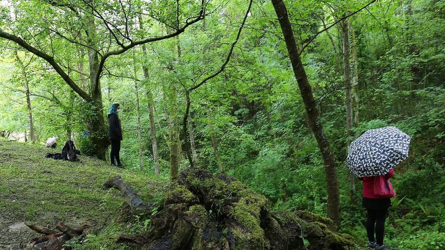 Elkarrekin Donostia urge al Gobierno municipal donostiarra aprobar la ordenanza de arbolado urbano