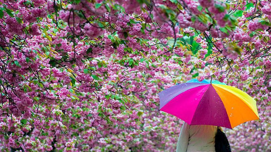 Un bóveda de flores rosas