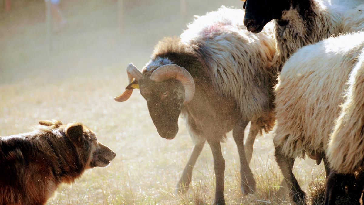 El concurso de perros pastor es un auténtico espectáculo.