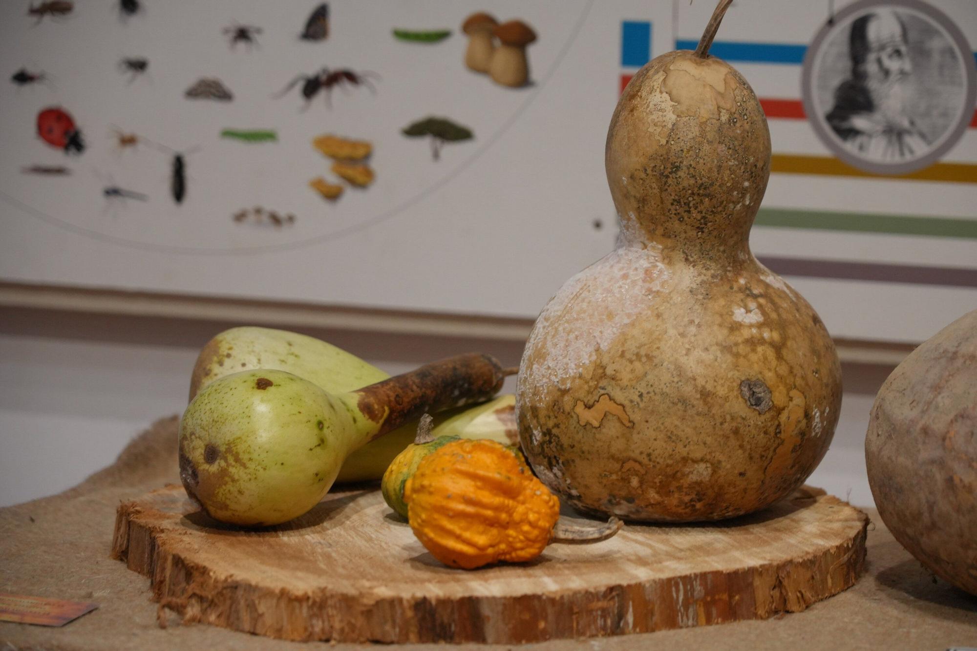 En imágenes: Exposición de calabazas en la Casa de la Dehesa