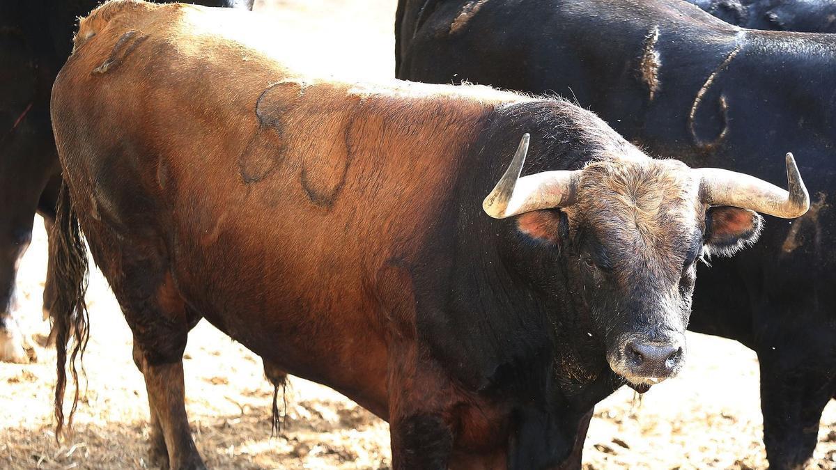 Nº 83.  GALLARDÍO. 560 kilos. Castaño. Nacimiento: Enero/2019. Guarismo 9. Cinqueño.