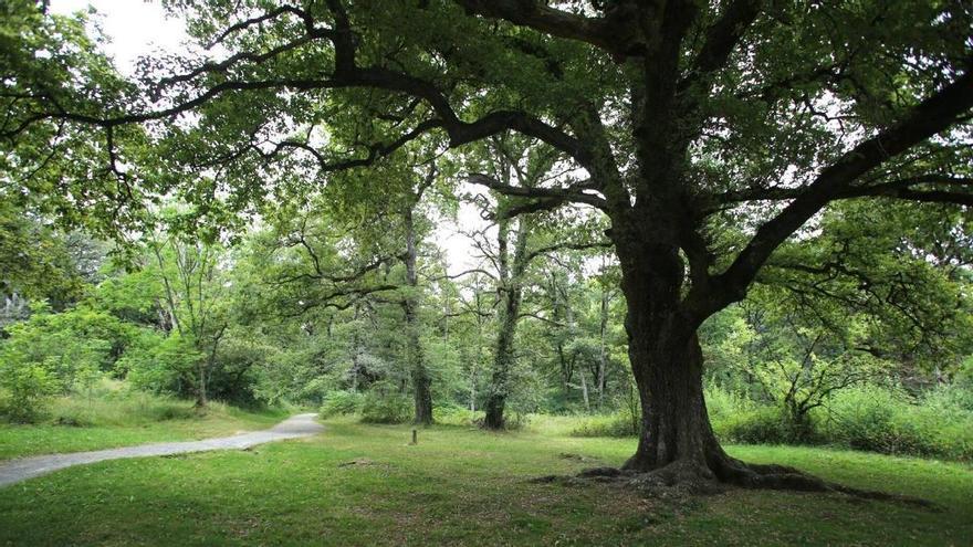El bosque de Navarra &quot;que floreció por la historia de amor entre un leñador y una criatura mitológica&quot;, según National Geographic