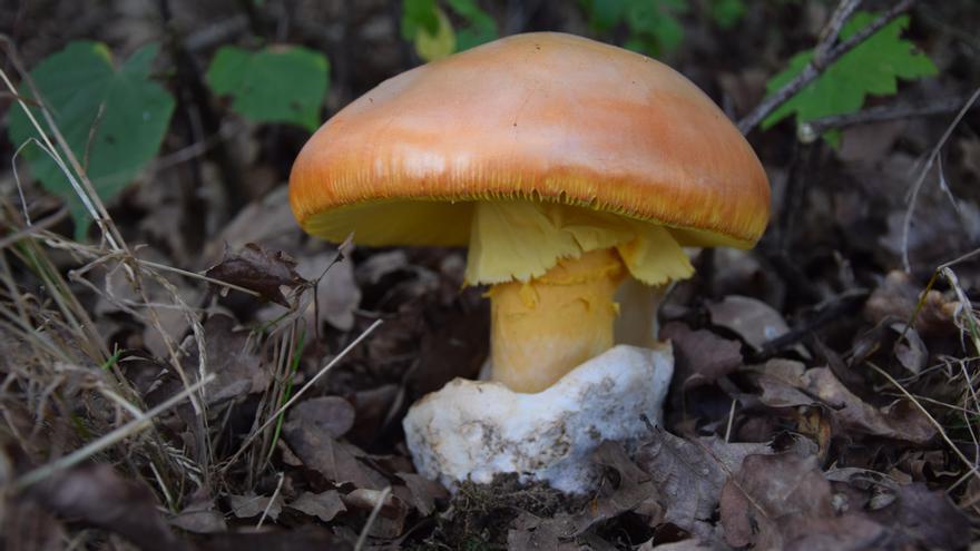 Amanita Caesarea.