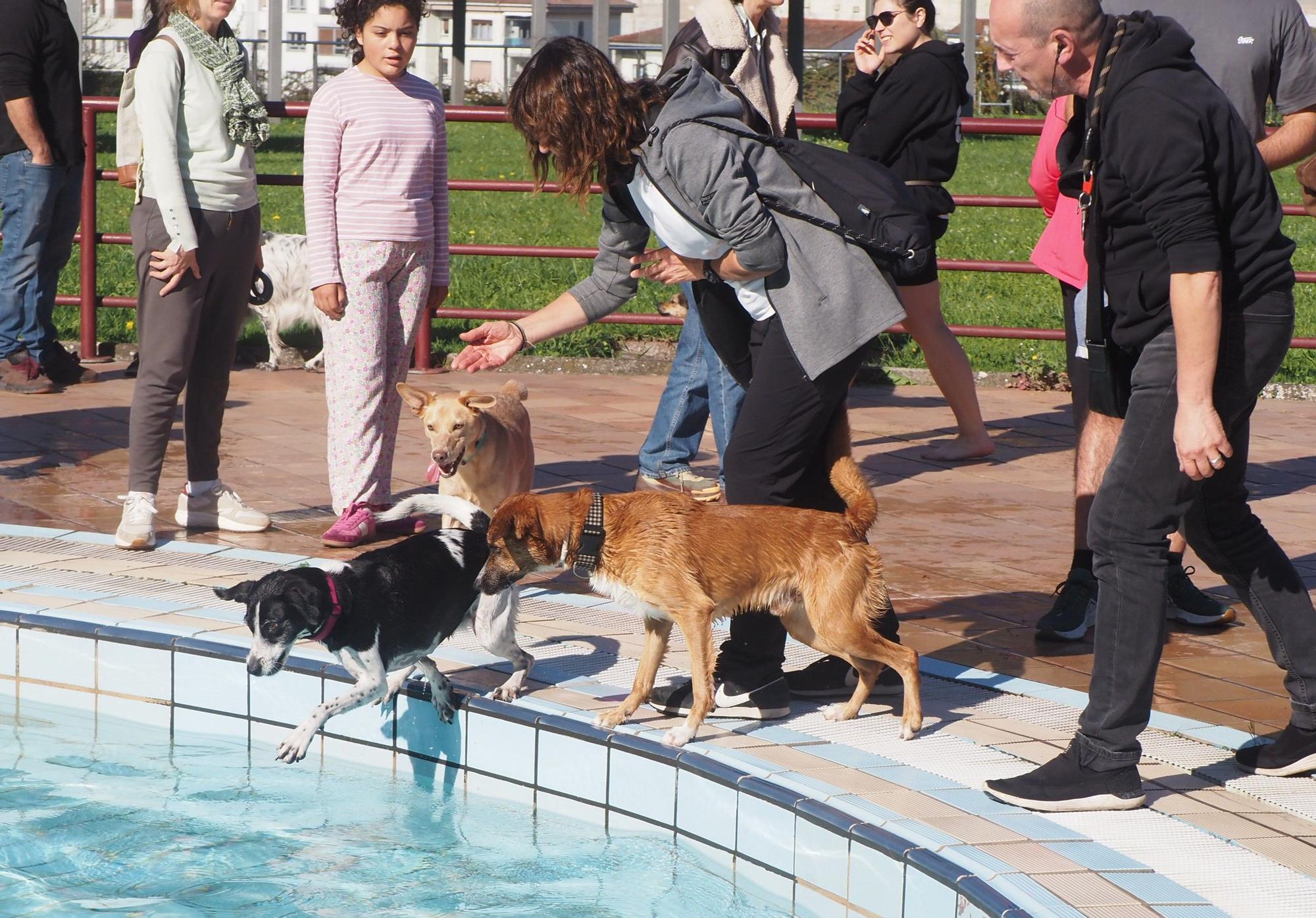 Las piscinas de Eibar han sido coto privado para los perros