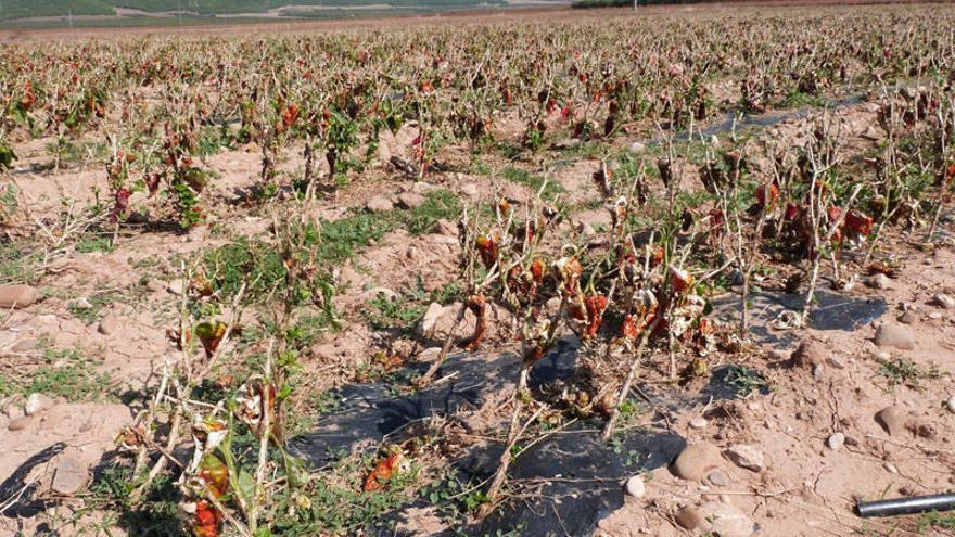 Prácticamente todo el pimiento, como se ve en esta finca, quedó destrozado.