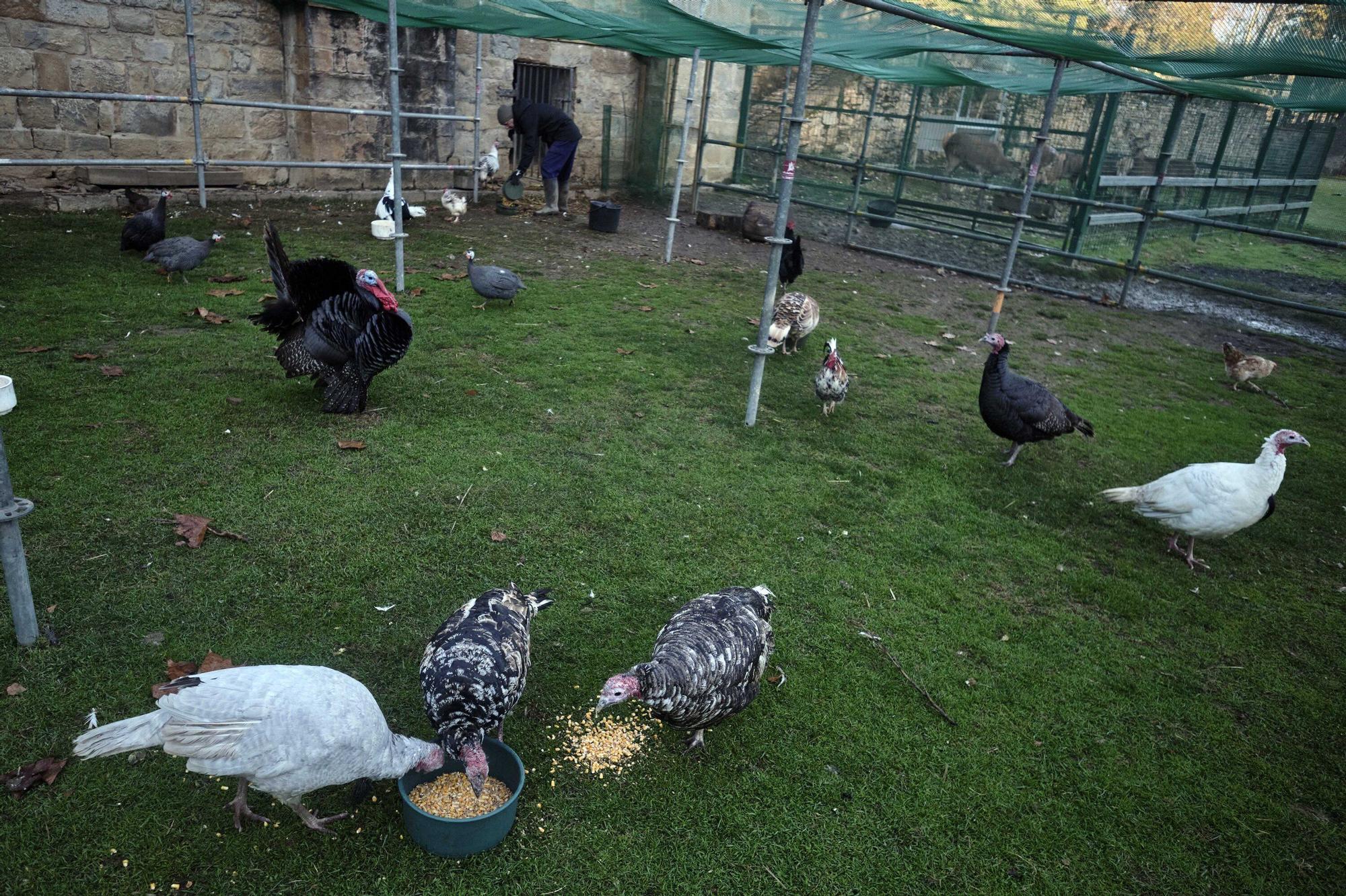 Las medidas contra la gripe aviar en la Taconera de Pamplona