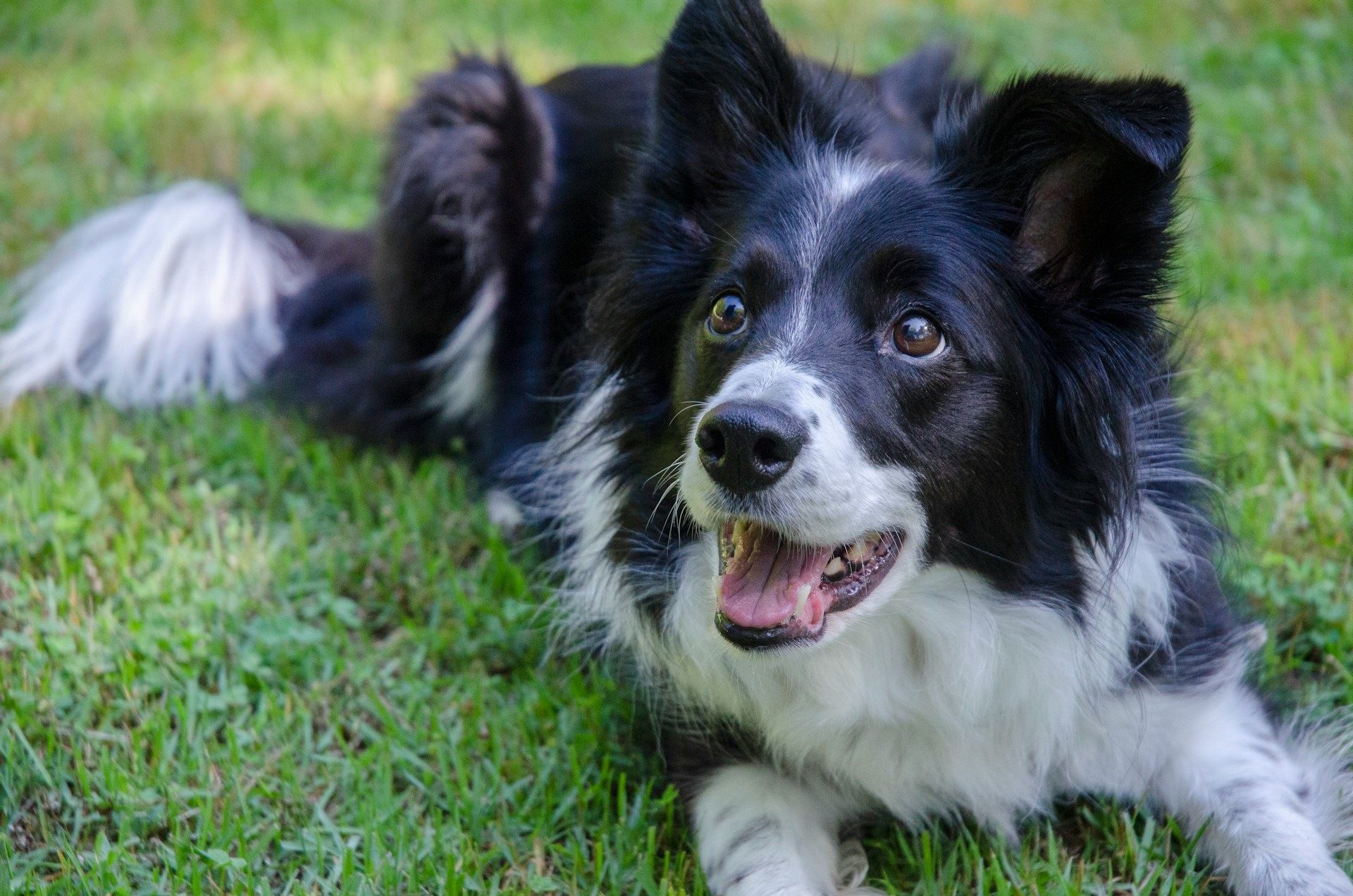 Energético y muy inteligente, el border collie necesita actividad física y mental diaria.