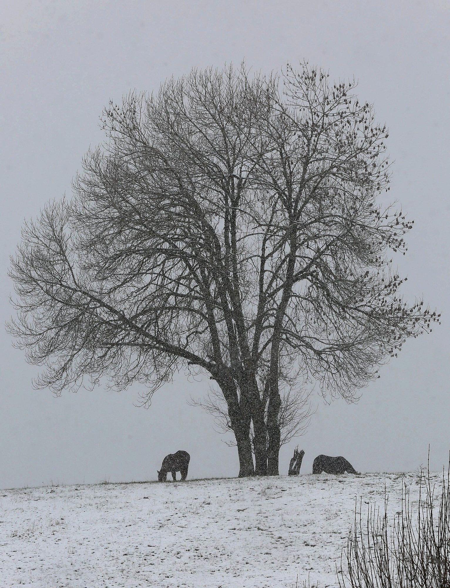 Fotos de la nieve en Navarra (20 de noviembre de 2025)