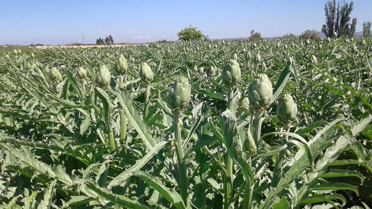 Una plantación de alcachofas en la Ribera.