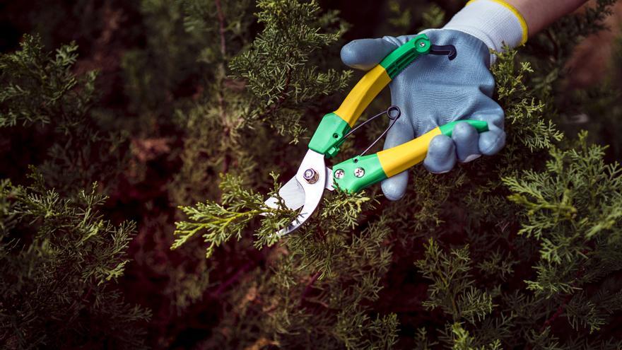 Fallece un hombre al caer de un pino mientras podaba en Huelva