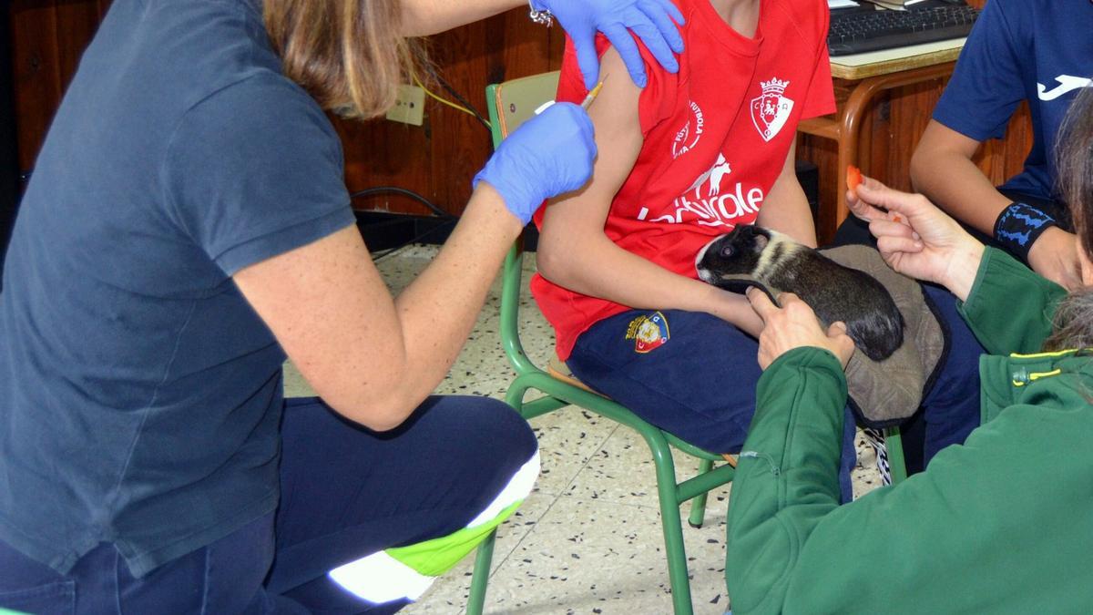 Un niño recibe la vacuna con una cobaya en su regazo.