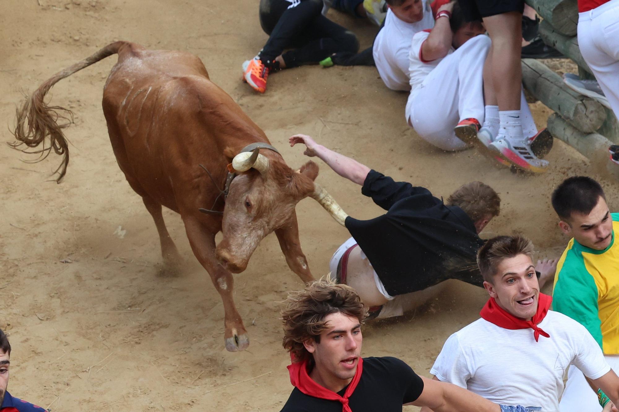 Fotos del quinto encierro del Pilón de Falces 2025 con vacas de Eulogio Mateo